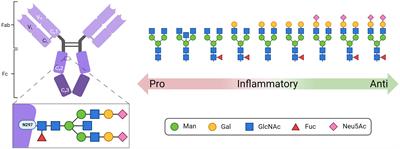 Changes in the N-glycosylation of porcine immune globulin G during postnatal development